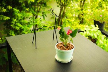 Sehpanın üzerindeki saksıda küçük bir bitki..