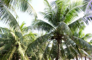 DA NANG SCENERY - BEACH SCENE WITH COCONUT