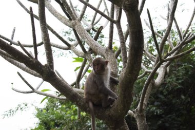 Da Nang Sahnesi - Linh Ung Tapınağı şirin maymun