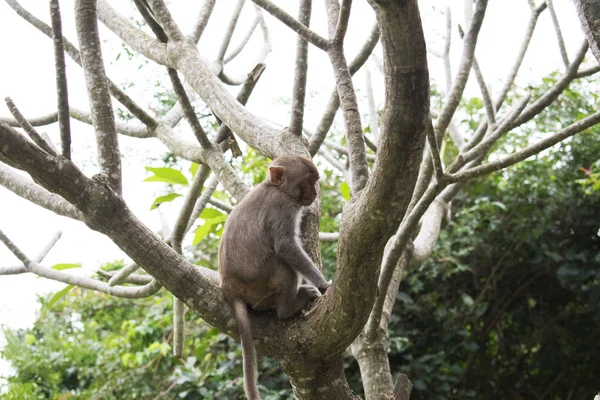 Nang Landschaft Linh Ung Tempel Süßer Affe — Stockfoto