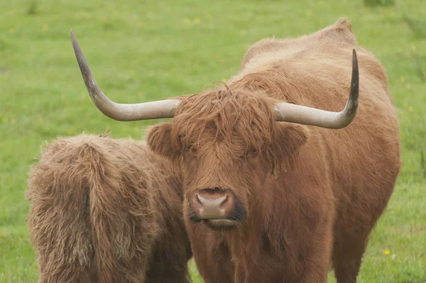 Highland cattle in Scotland. Female and calf