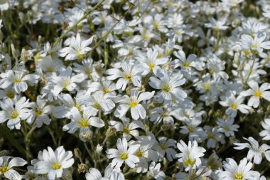 white delicate flowers thickly filled flowerbed lit up on a clea