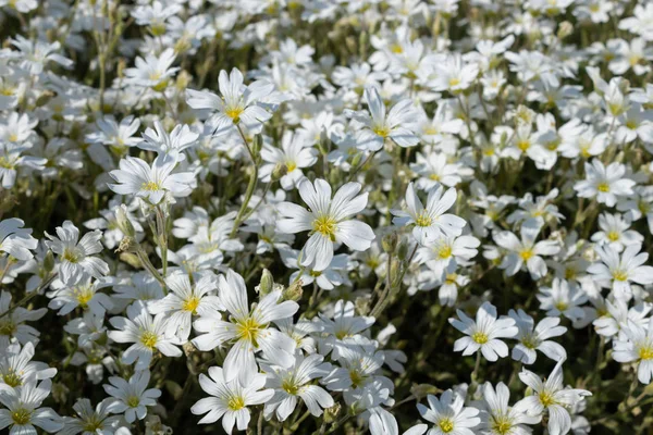 Leito baixo densamente repleto de flores brancas, preenche todo o s — Fotografia de Stock