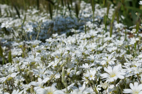 Clareira de flores brancas delicadas nos raios de luz solar highligh — Fotografia de Stock