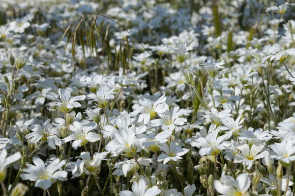 Een grote plantage van dicht groeiende bloeiende witte bloemen in — Stockfoto