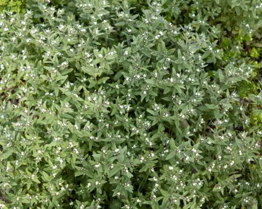 Parlak yeşil çalılar üzerinde küçük beyaz çiçekler