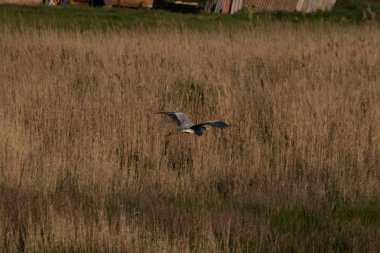 Arka ışıkta bir fincan kahve