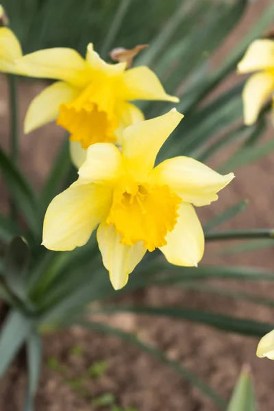 Flor de narciso amarillo resaltado primer plano — Foto de Stock