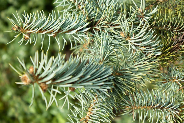 Fir branch lit by the morning sun close up — Stock Photo, Image
