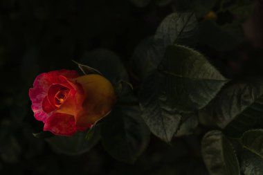 d bir kök yakın çekim üzerinde koyu yeşil yaprakları ile ateşli turuncu gül