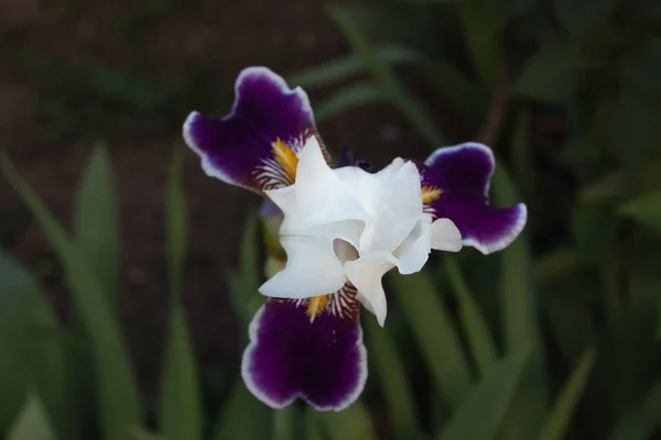 Flor de iris blanco con pétalos laterales púrpura y venas amarillas cerrar — Foto de Stock