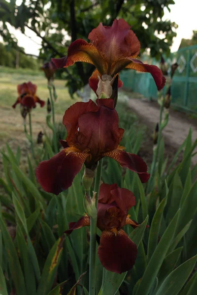 Flor de iris borgoña en un primer plano de tallo en un lecho de flores en casa — Foto de Stock