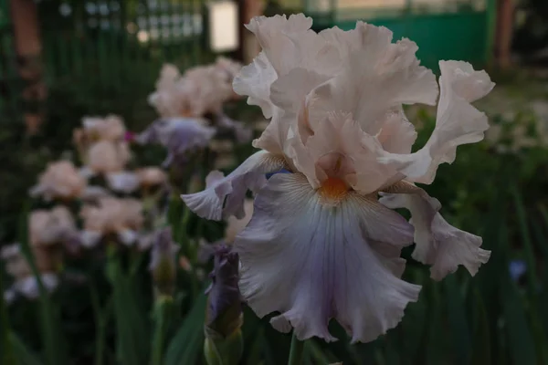 Flor de iris blanco con pétalos azules en los bordes de cerca en una ba — Foto de Stock