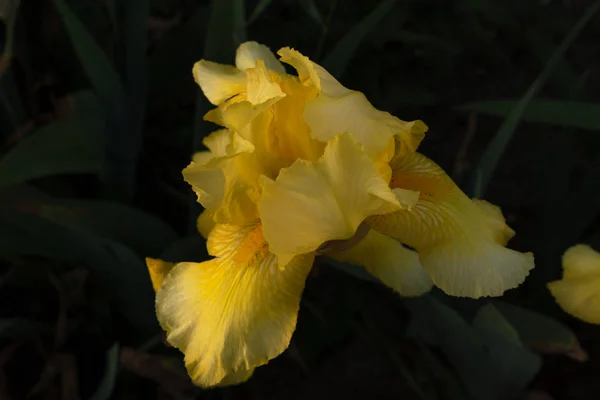 Flor de iris de flores amarillas sobre un fondo de pétalo verde denso — Foto de Stock