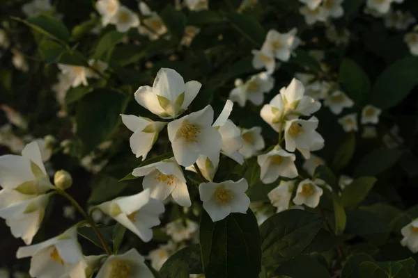 Arbusto de jazmín en flor con un montón de flores blancas con gran brillo —  Fotos de Stock