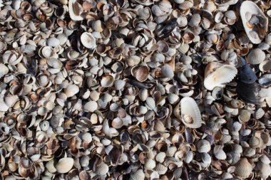 bir sunn üzerinde deniz kıyısında deniz küçük deniz kabukları