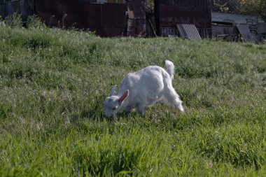 Beyaz bir çocuk keçi villada bir binanın yakınında bir çayırda otlatıyor