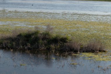 diğer tarafta kuşlar ve yeşil sazlıkile sessiz gölet.