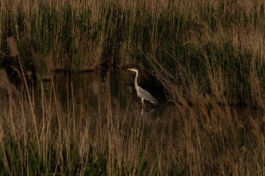 Gri bir leylek yoğun büyüyen sazlıklar arasında suda duruyor