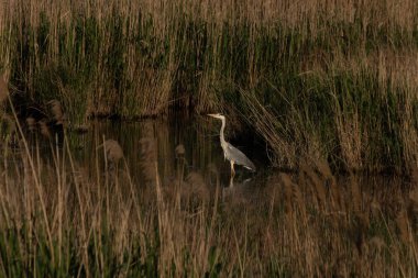 Büyümüş bir nehirde, suda bir leylek duruyor.