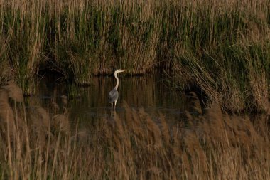 Beyaz leylek sığ bir nehir üzerinde suda dolaşır