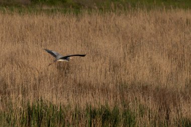 Beyaz bir leylek, sazlıklarla dolu bir nehrin üzerinde uçuyor.