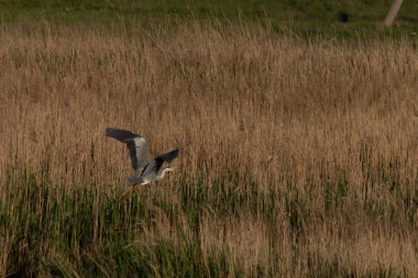 Bir leylek, büyümüş bir nehrin üzerinde gökyüzüne doğru havalanıyor.