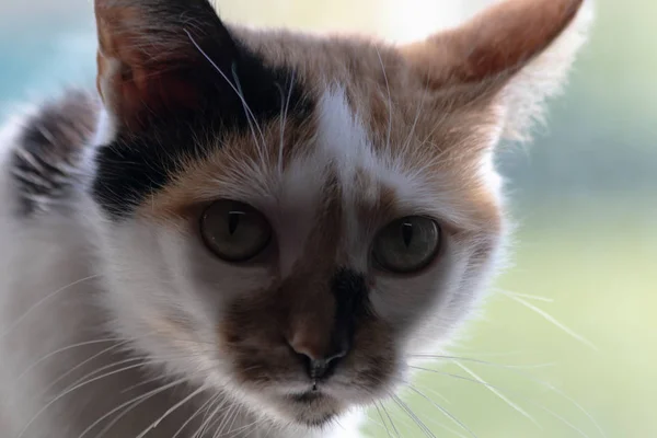 Tricolor gato por la ventana y mira lo que está sucediendo —  Fotos de Stock