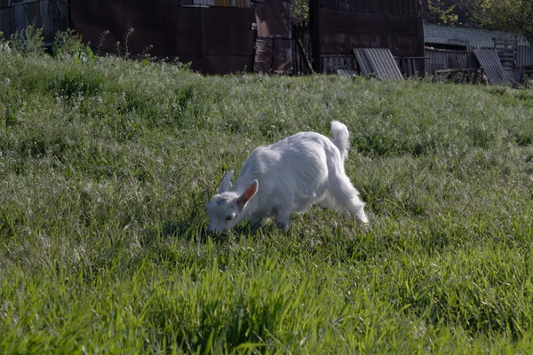 Beyaz bir çocuk keçi villada bir binanın yakınında bir çayırda otlatıyor