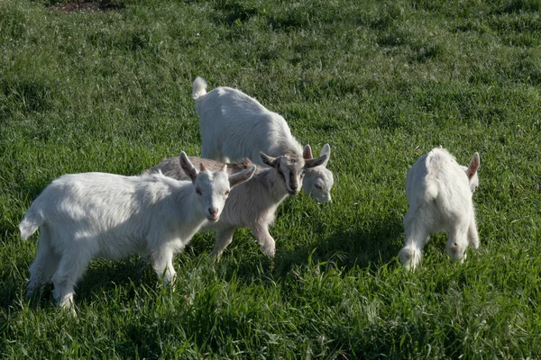 Çimenlikte birkaç küçük keçi çocuk genç bahar çimkbbling