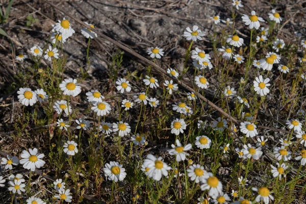 Les marguerites des champs poussent densément dans une clairière avec des terres sèches et — Photo