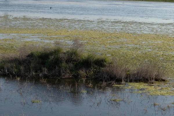diğer tarafta kuşlar ve yeşil sazlıkile sessiz gölet.