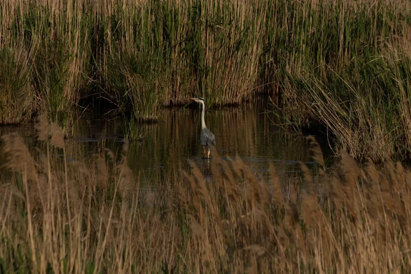 Beyaz leylek sazlık nehir boyunca suda dolaşır