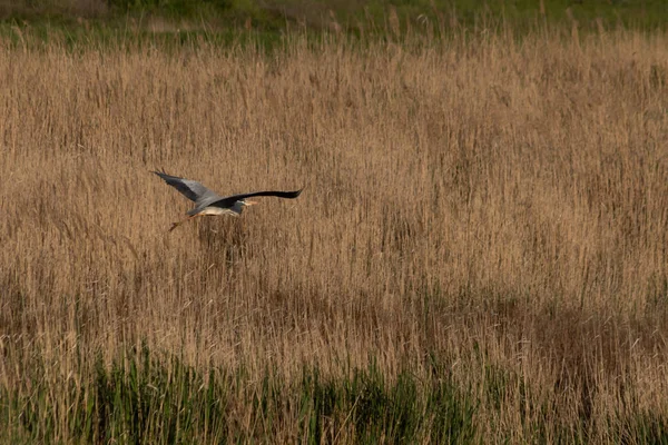 Beyaz bir leylek, sazlıklarla dolu bir nehrin üzerinde uçuyor.