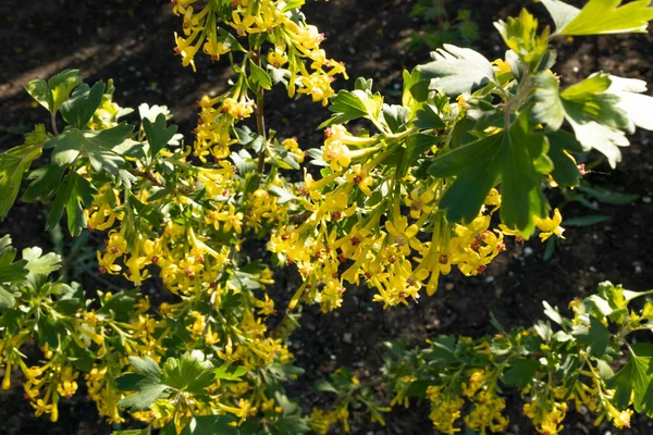 Bloeiende takken van bessen Bush in het voorjaar in de tuin — Stockfoto