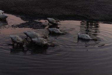 Genç ördekler akşamları sığ bir su birikintisinde yüzüyor.
