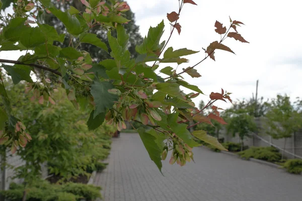 three-leafed pteleia with impeller fruits similar to elm fruits