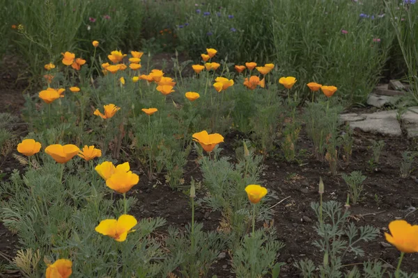 Prachtige califorsche klaprozen bloeien in de zomerhuis tuin — Stockfoto