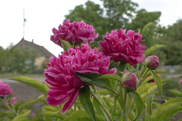 Hassas bir arom ile Mayıs ayında çiçek tomurcukları ile güzel şakayık — Stok fotoğraf