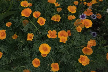 parlak çeşitli sarı ve mavi kır çiçekleri bir çayır