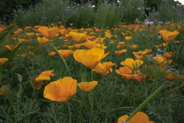 Vurige gele bloemen in de natuur tussen het bos in helder groen — Stockfoto