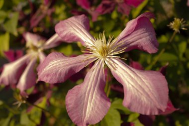 yeşil-pi karşı kabarık merkezi ile parlak pembe-beyaz çiçek