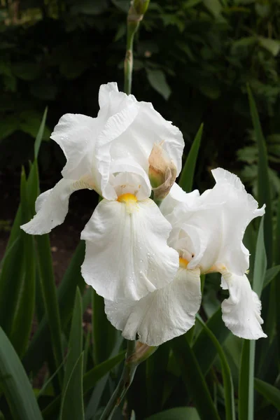 Lujosa flor blanca mullida en tallos verdes con hojas largas ag — Foto de Stock