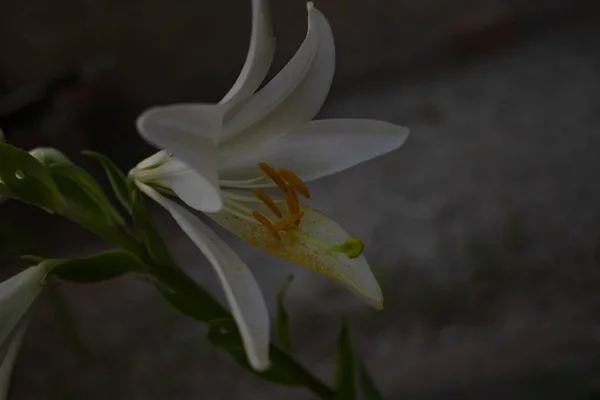 Mooie witte lelie op een lange slanke groene Steel in een oude Aban — Stockfoto