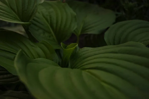 Geniş yaprakları ile yeşil bir bitkinin merkezinde, küçük bir yaprak cu — Stok fotoğraf