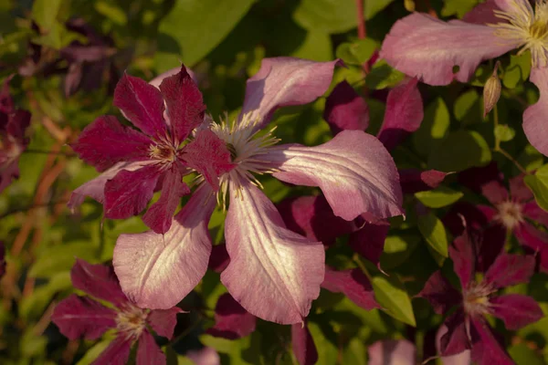 Par merkezinde pembe çiçek hassas parlak buket — Stok fotoğraf