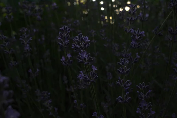 夜明けの密林のどこかで、紫色の花の草原 — ストック写真