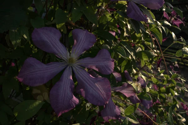 En medio de un bosque nublado en arbustos verdes en la belleza del sol — Foto de Stock