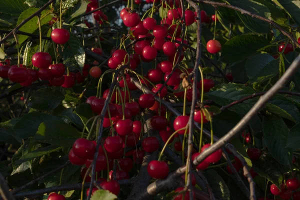 Grones av klarröda körsbärs bär på ett träd med tunn grå BH — Stockfoto