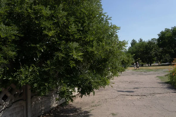 Piccola strada, asfalto incrinato, persone che camminano lontano, grandi alberi , — Foto Stock